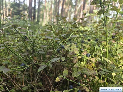 Lasy kuszą jagodami i pierwszymi grzybami – pamiętaj o bezpieczeństwie!