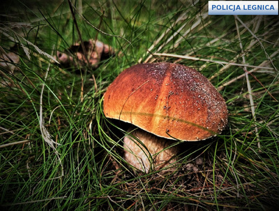 Wybierasz się na grzyby? Przeczytaj wskazówki policjantów