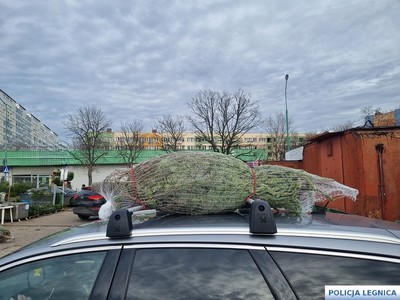 Jak bezpiecznie przewieźć choinkę?