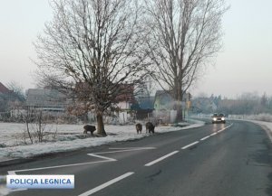 na drodze przy drzewach w okolicy zabudowań stoją trzy dziki, a lewym pasem z naprzeciwka jedzie samochód z włączonymi światłami mijania